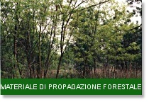 banner materiale di propagazione forestale